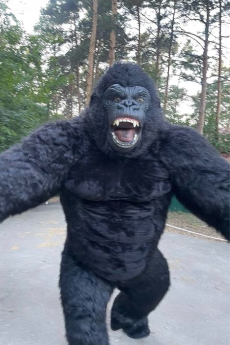 КИНГ Конг/Конг/БЕЛЫЙ Мишка/УМКА/Мишки Тедди/Аниматоры/Поздравление