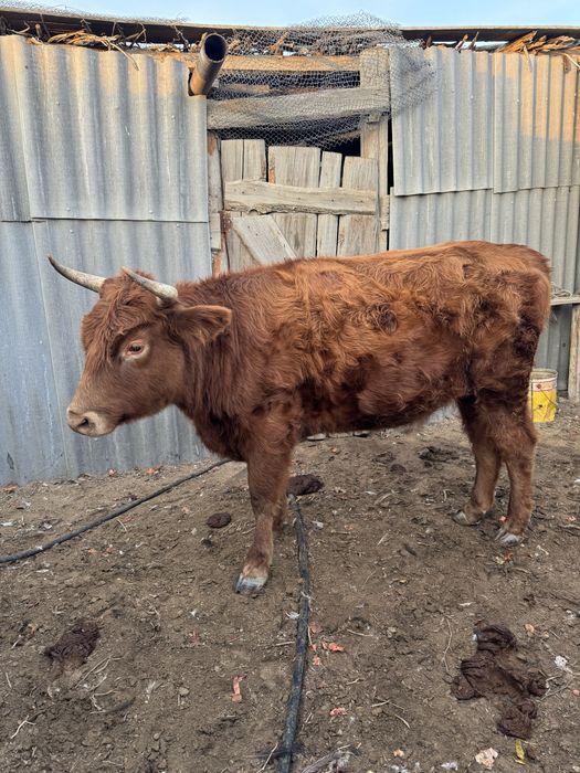 Сиыр. Құнажын сатылады.3.5 жаста