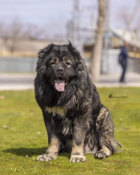 Щенки кавказской овчарки