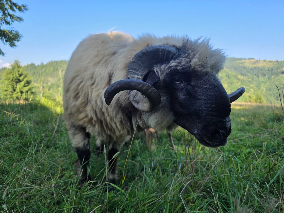 Berbec bucalau mior (2ani) de vanzare