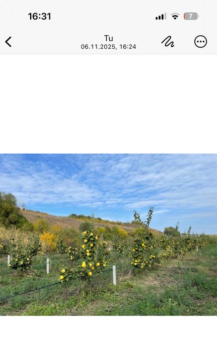 Gutui Bereczki de vanzare