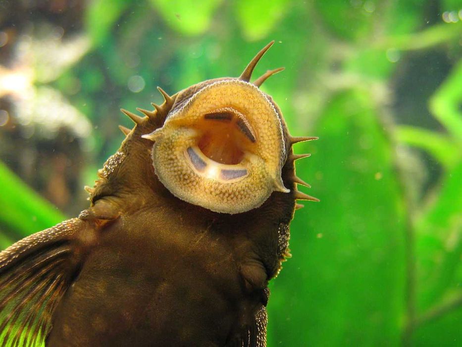 Pesti acvariu, pui Ancistrus, 1.5-3.0 cm