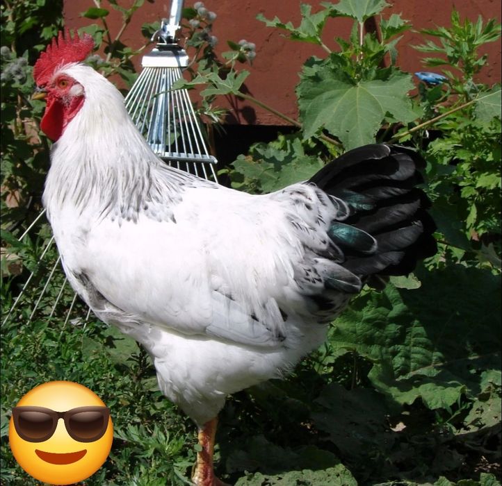 Adler xurozlari sotiladi