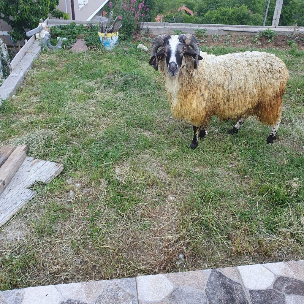 Продавам коч                  .
