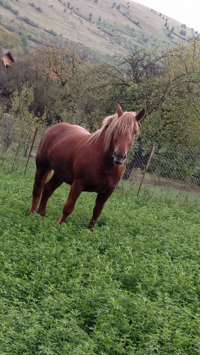 Vând iapa de 3 ani cu mânză de 7 săptămâni