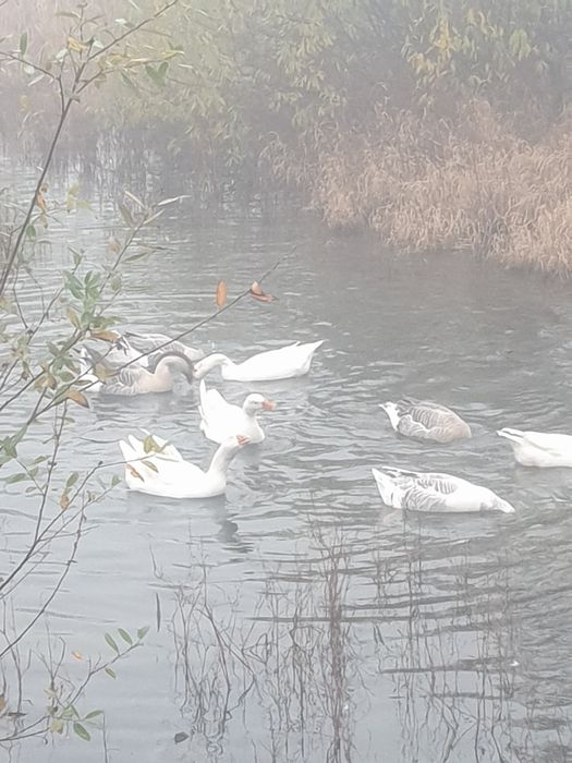 Sa vinde gâște de anul asta!