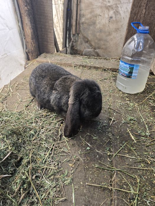 Vand iepuri  diferite mărimi