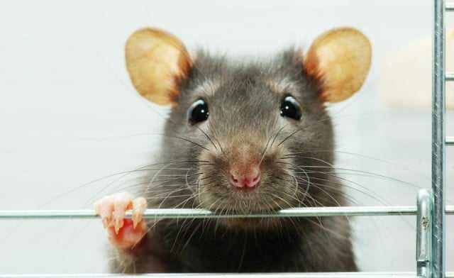 Дезинфекция дератизация дезинсекция , уничтожение таракан мышей крыс