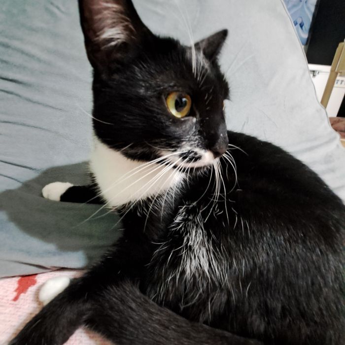 Adoptie pisica neagra Andra
