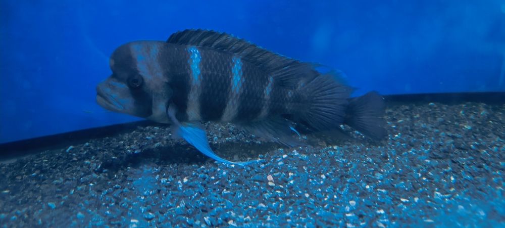 Frantoza Nort Blue 4ta 1 ta burundi