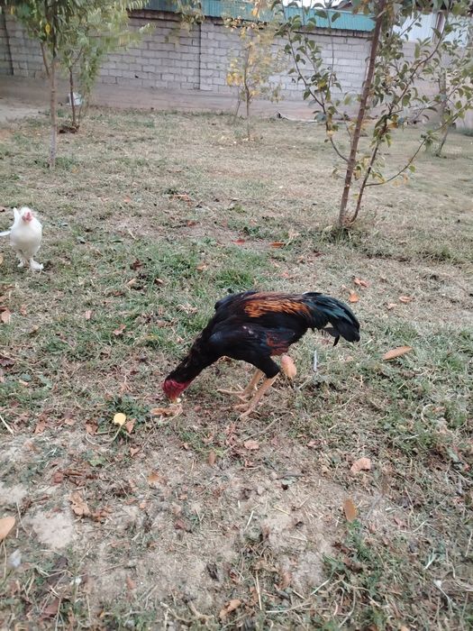 Dakan xo'roz sotiladi