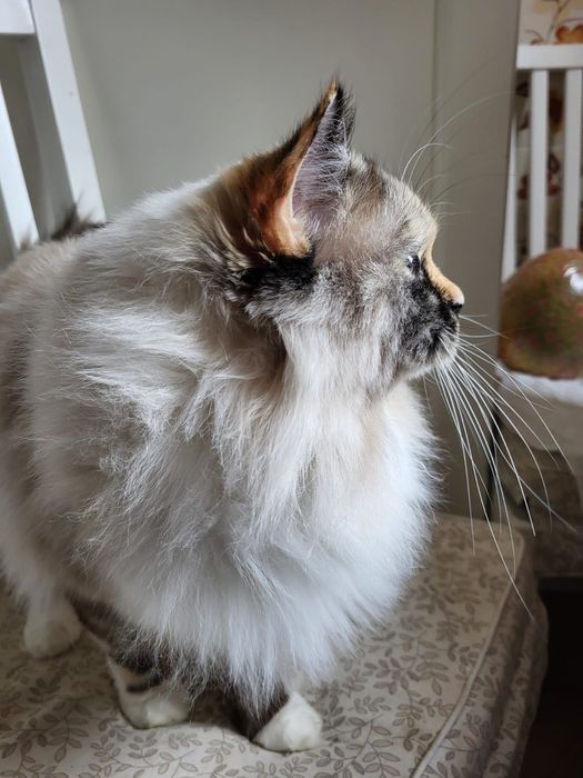 Pisica Ragdoll sterilizata