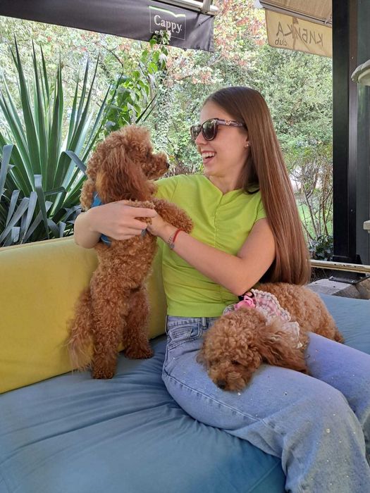 Той пудел,родители с Fci Родословие