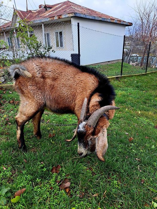 Țap anglo-nubian tanar