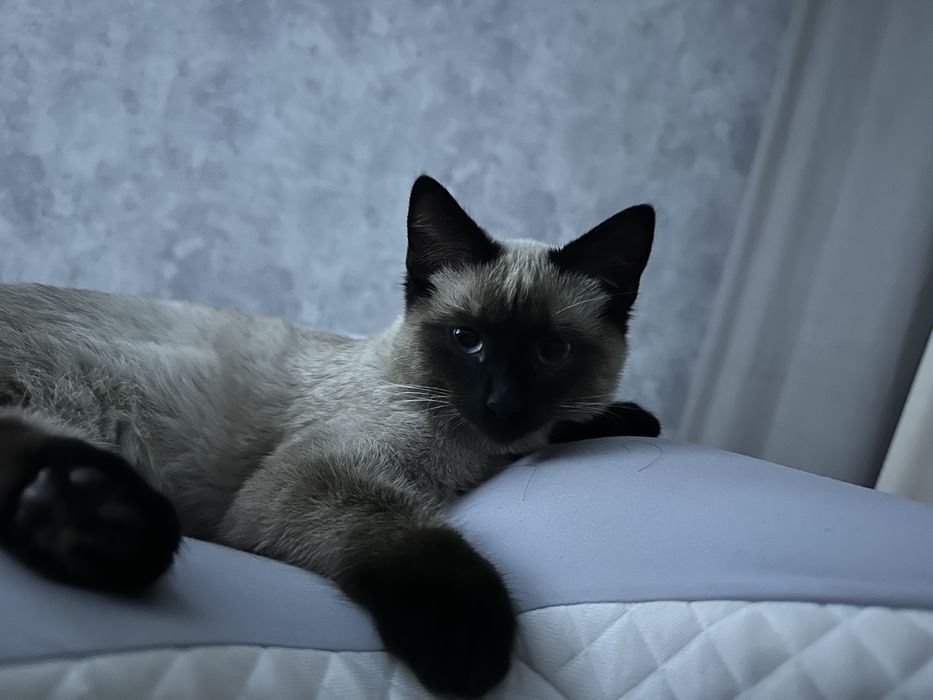 Отдам даром кошку