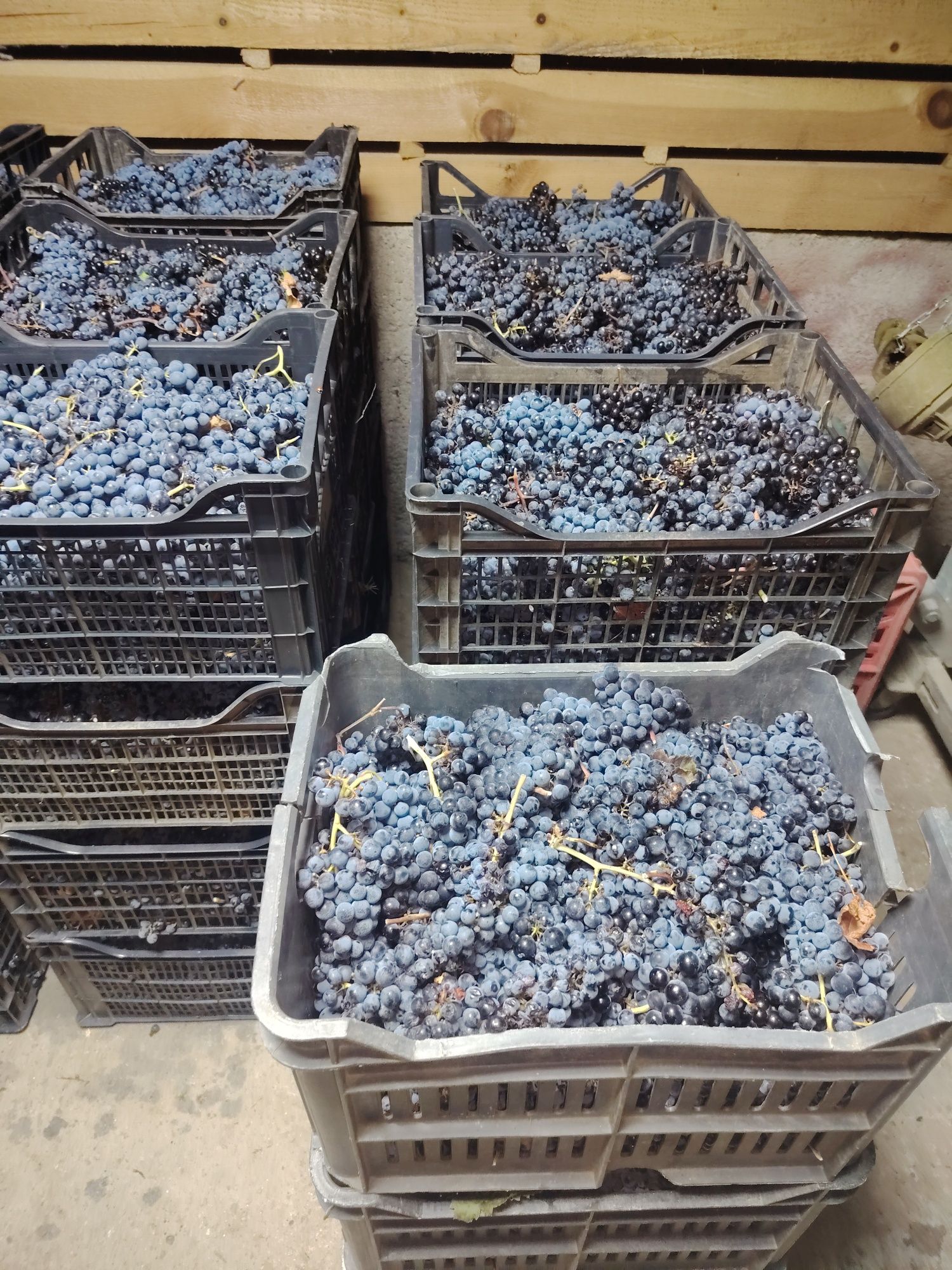 Продавам грозде,, Мерло,,