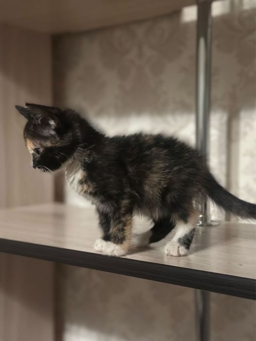 Отдам котенка в добрые,ответственные руки !!