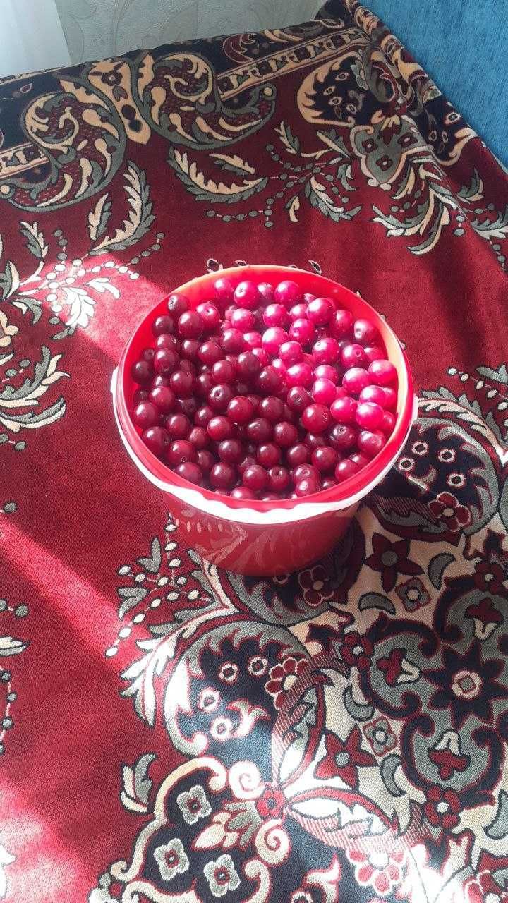 Продам Вишню свежую