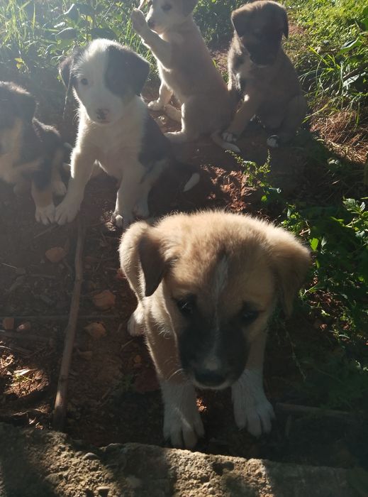 Cățeluși adopție