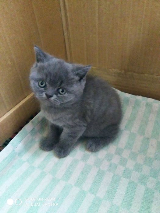 Продается котенок породы скоттиш-страйт.