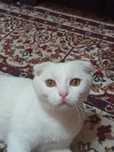 Oq mushuk parodniy