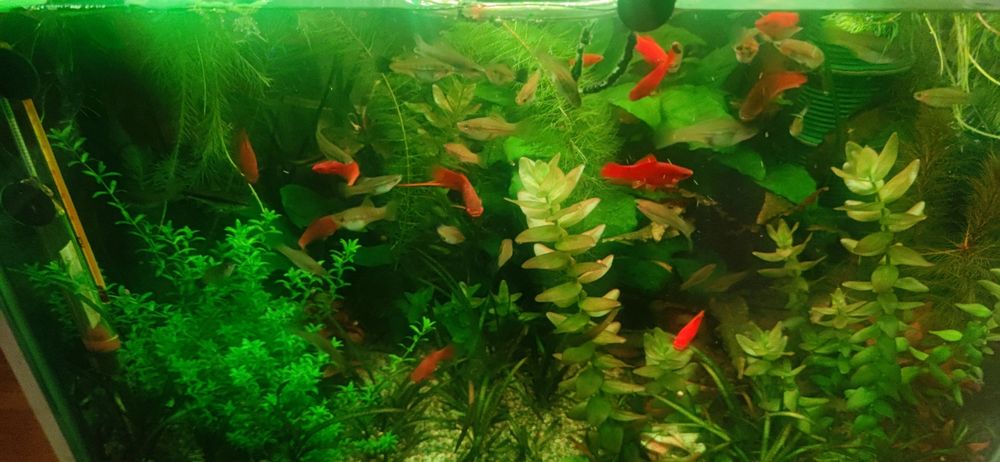 Acvariu complet cu pești si plante