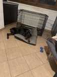 Donez Dobermann - 1 an