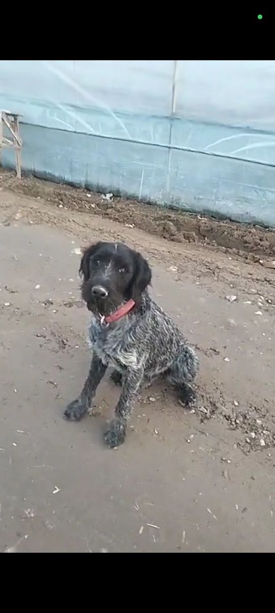 Дратхаар Возьму в подарок