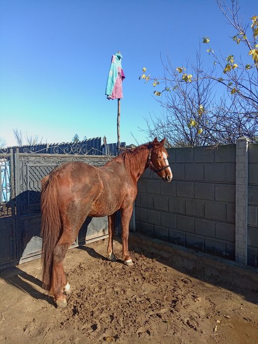 De vânzare cal blând