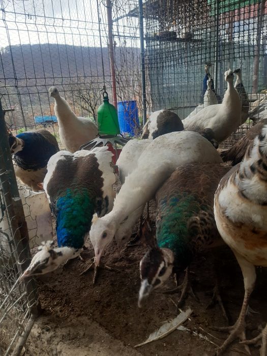 Pui de păun din 2025