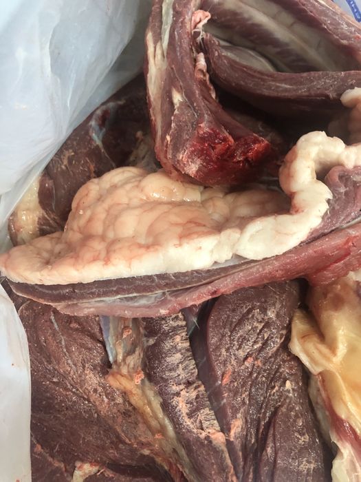 Мясо ет конина жылкы Аркалыкский жас мал