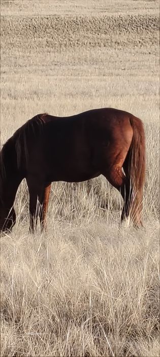 Продам жеребца породы Кошим