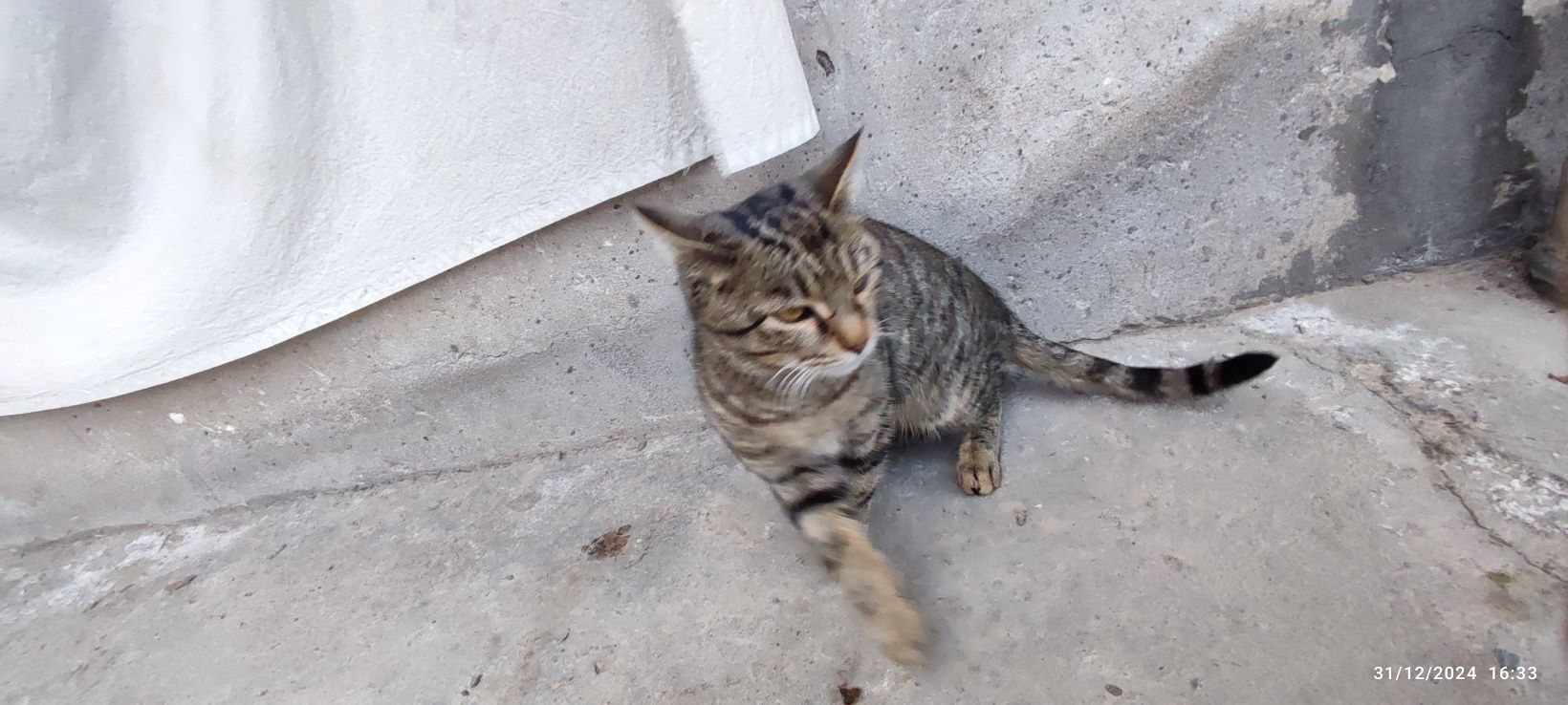 Uy mushugi birgasiz qizbola