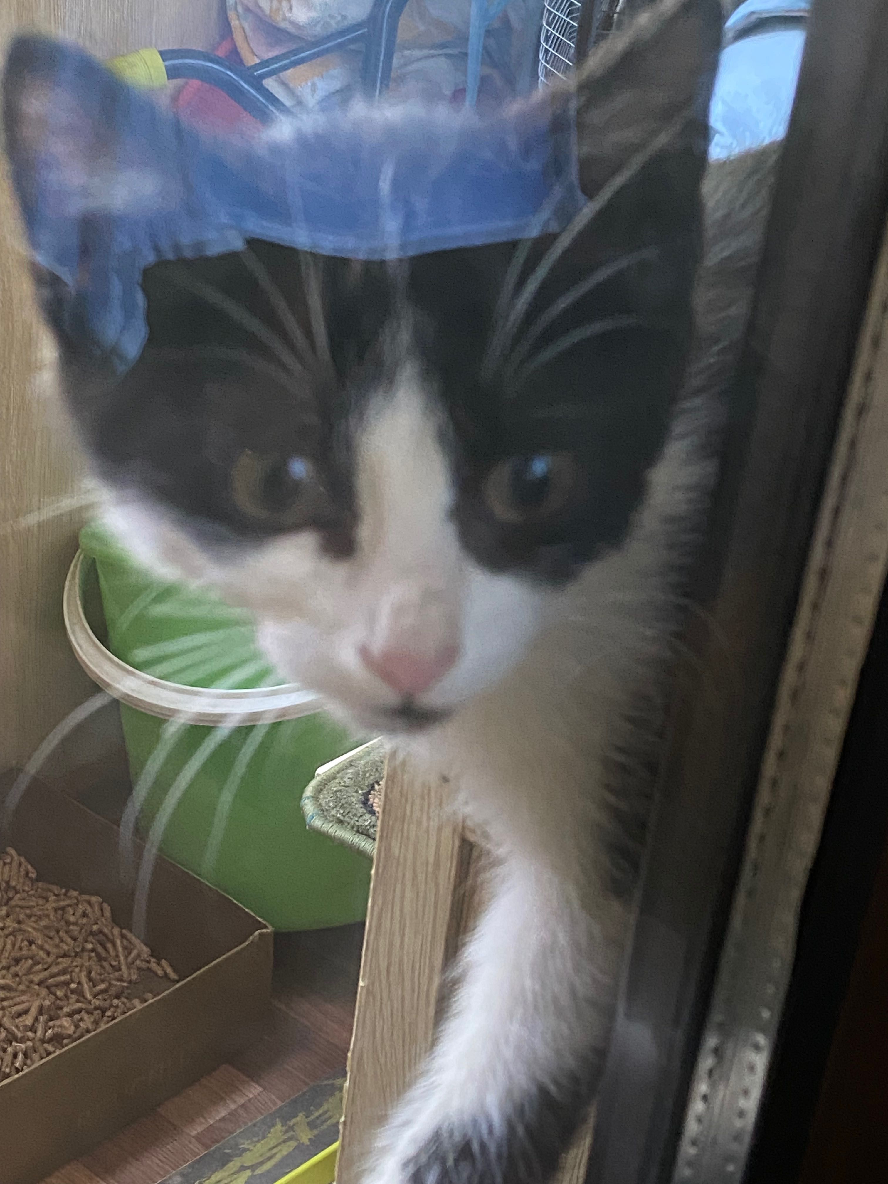Котенок кошка кошечка
