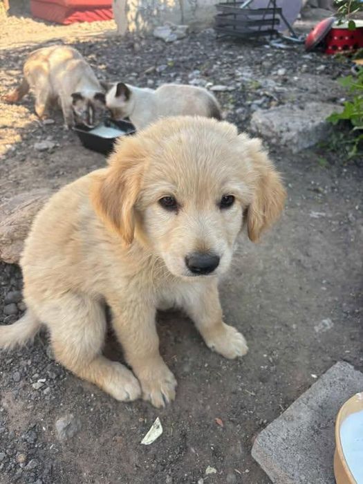 Срочно отдаю в добрые руки