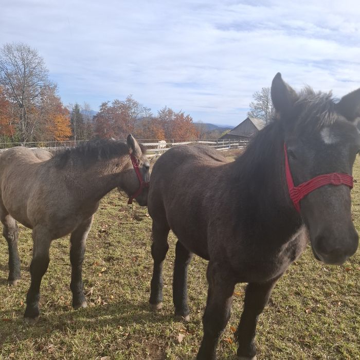 Vând 2 manze cu acte in regula