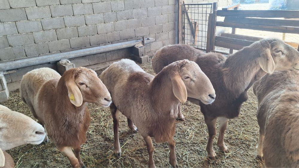 Кошкары продаются