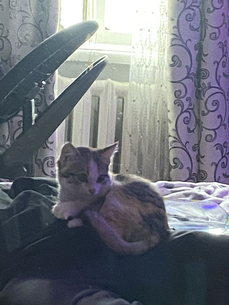 котёнок девочка