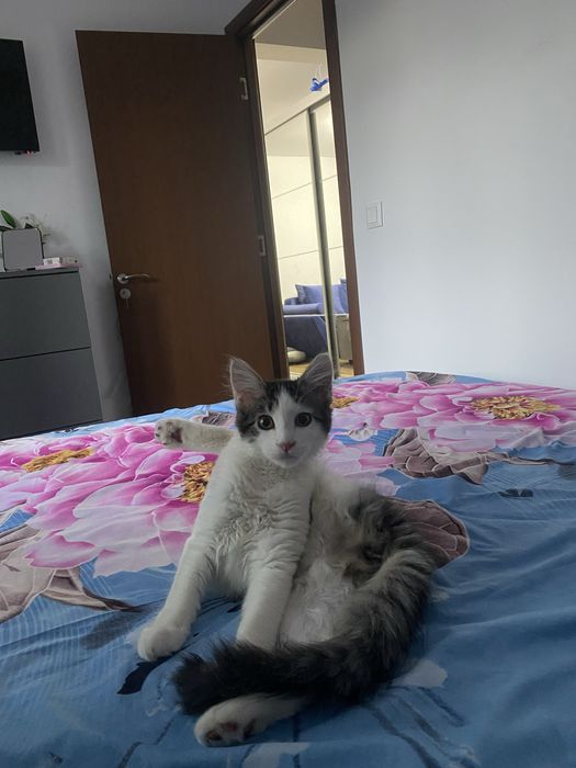 Ofer spre adoptie o pisicuta