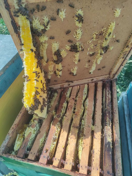 Miere și produse apicole