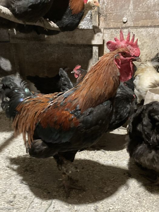 Cocos marans tanar