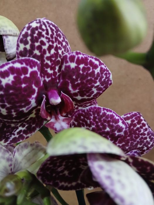 Орхидеи дикий кот новое поступление