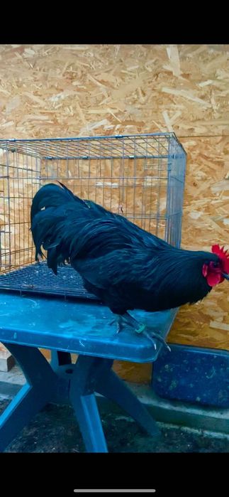 Cocos Australorp
