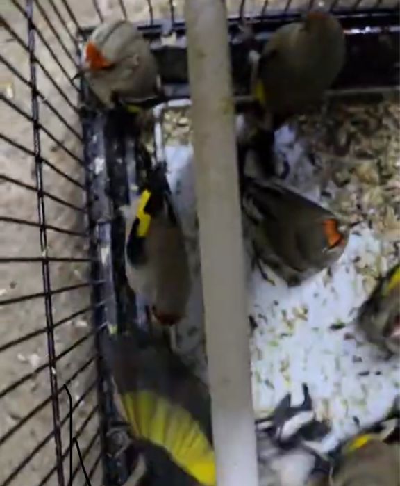 Шеглы на продажу