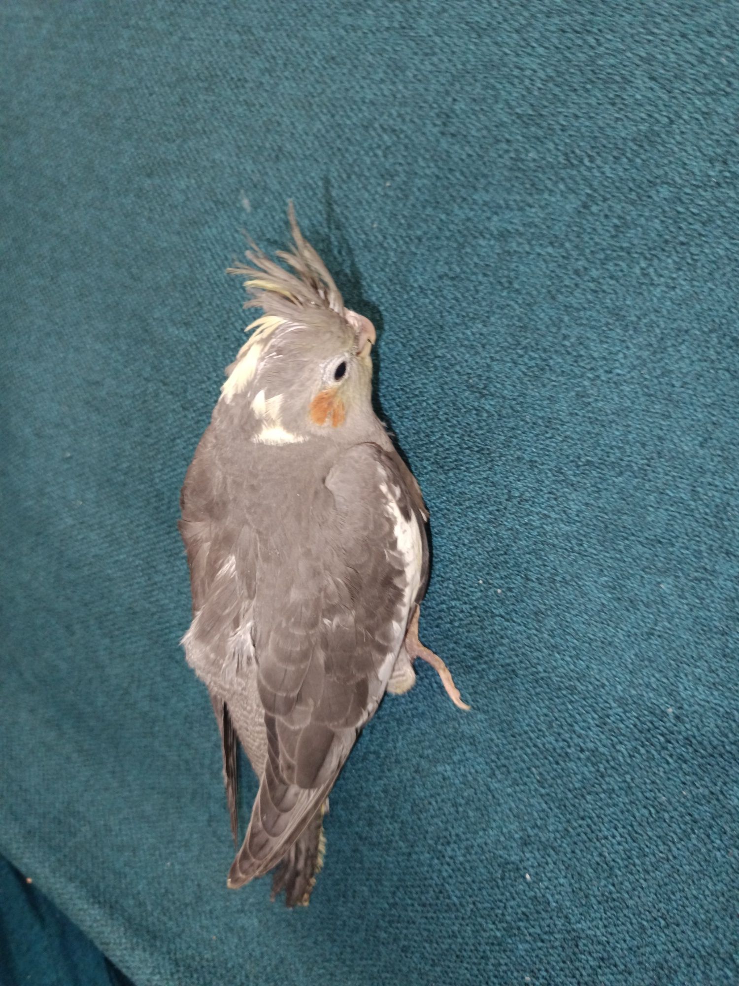 Pui de nimfă , pot fi îmblânziți foarte usor