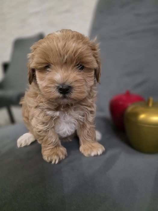 Maltipoo baietel mini toy