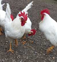 Cocosi rasa Leghorn