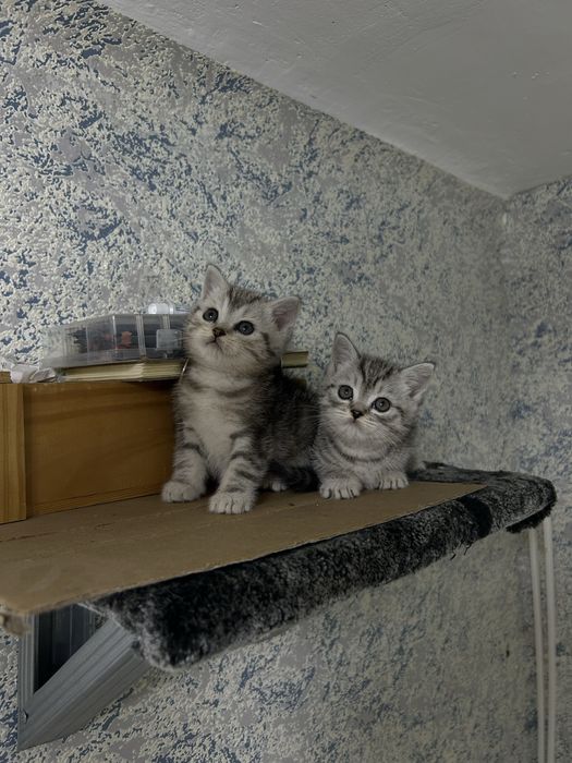 Продам котят скотиш страйт