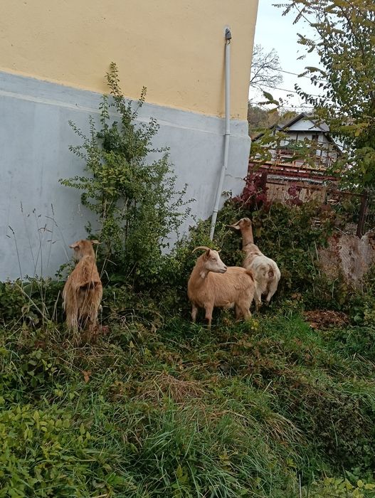 De vânzare capre românești