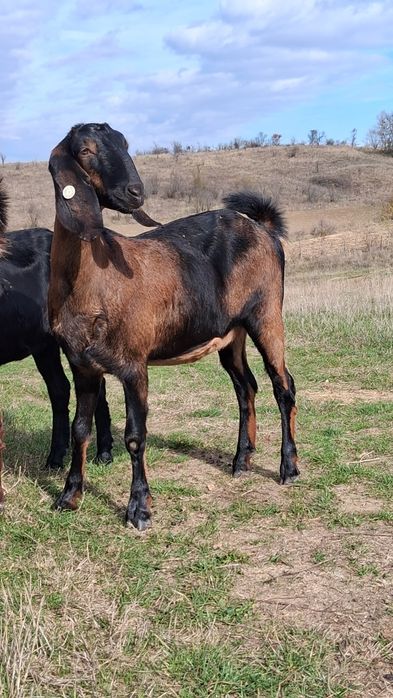 Vând 2capre Anglo Nubiene cu Pedigree